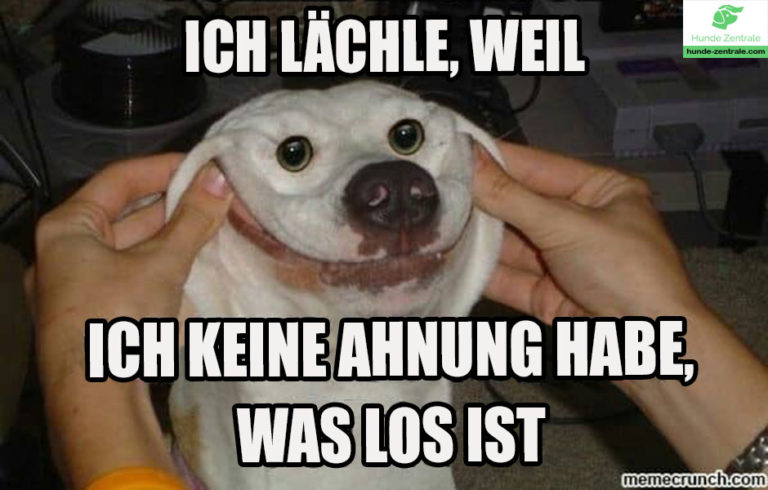 37 lächelnde Hunde Memes Hunde Zentrale