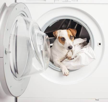 Hund-in-Waschmaschine