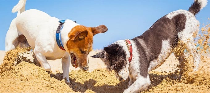 Hunde-graben-im-Sand