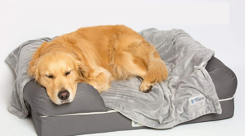 schlafender-Hund-im-Hundebett