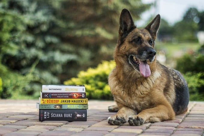 Hunde-Training-Bücher