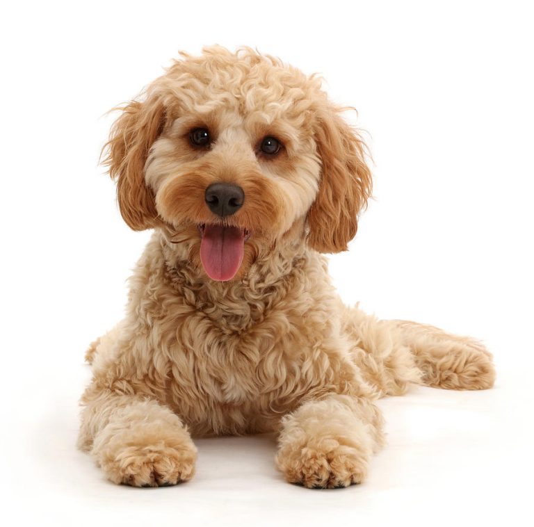 Top-10-Most-Trainable-Small-Dog-Breeds-Cockapoo