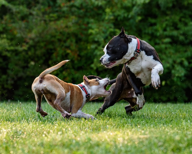 Hunde-Kampf