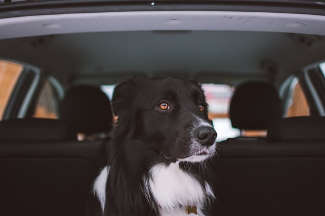 Hund-im-Auto