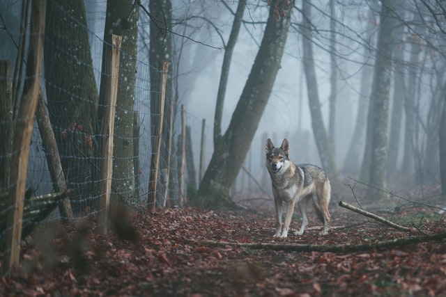 Hund-im-Wald