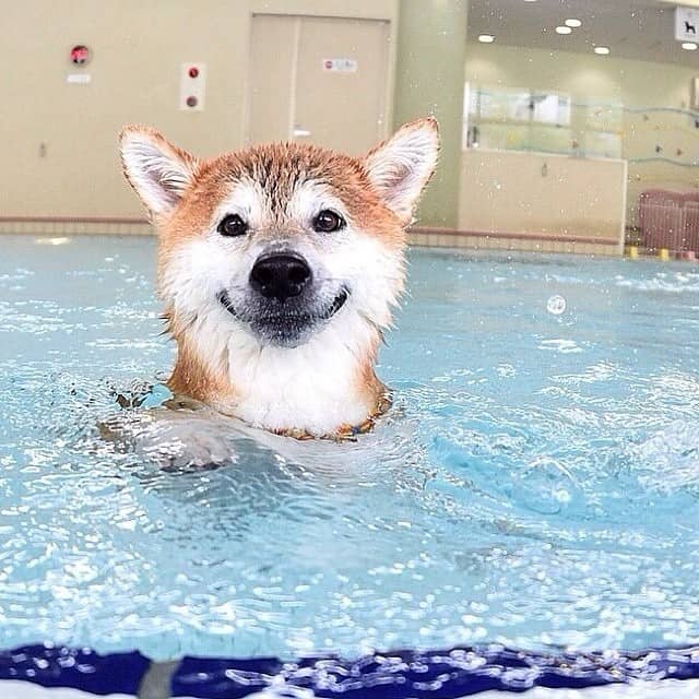 Hund-im-Wasser