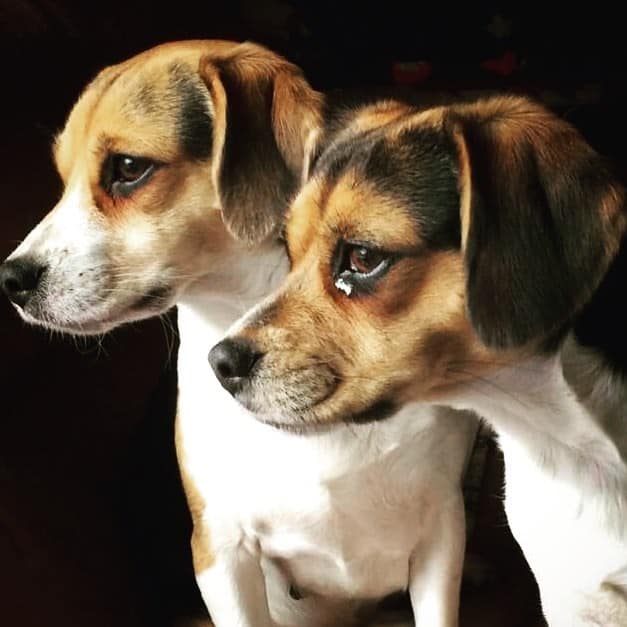 Chihuahua-Beagle-Mix