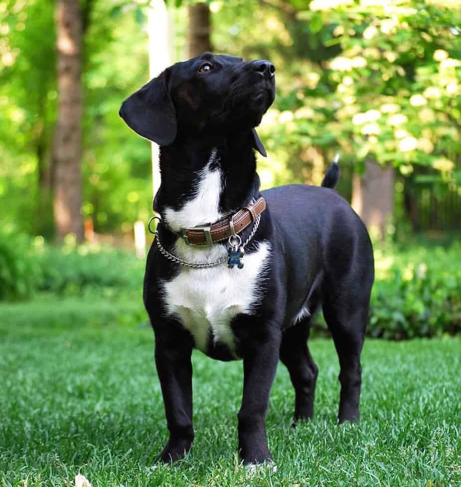 Fakten zum Dackel Labrador Mix Hunde Zentrale