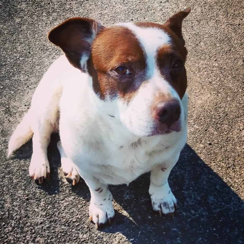 Pitbull-Corgi-Mix