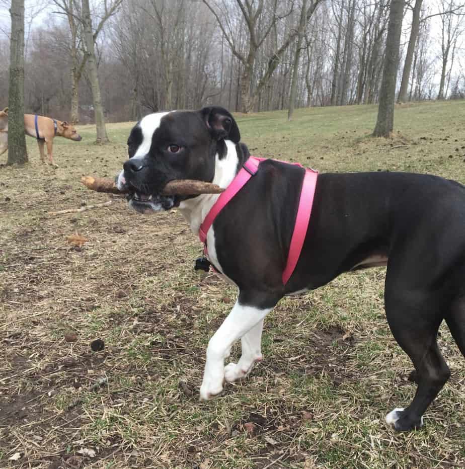 Pitbull-Corgi-Mix