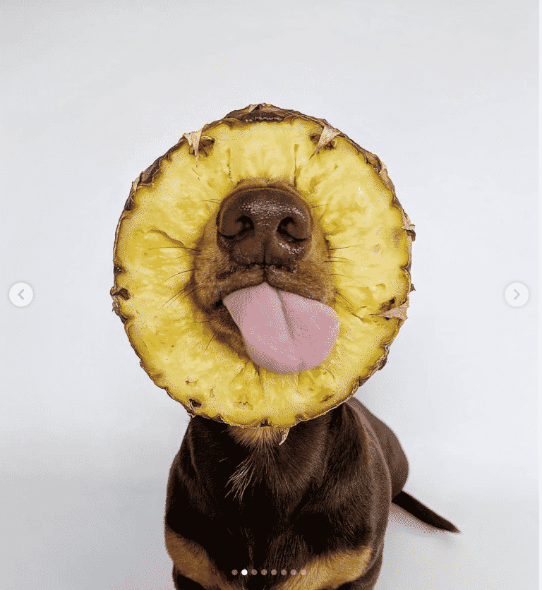 Hund-Ananas