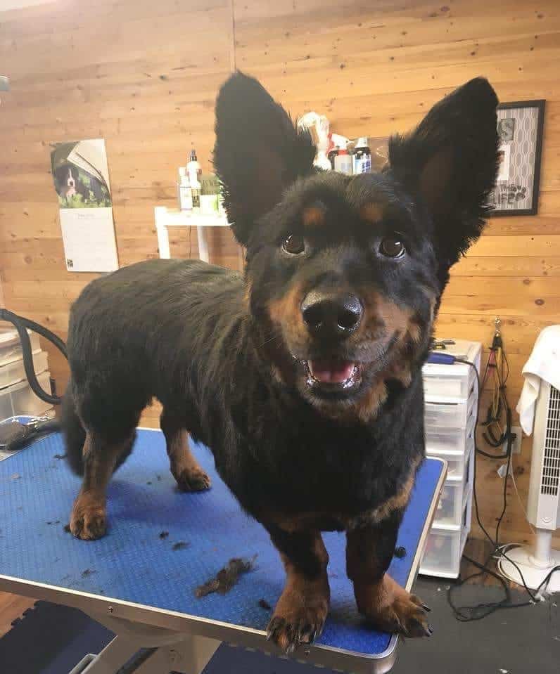 Rottweiler-Corgi-Mix