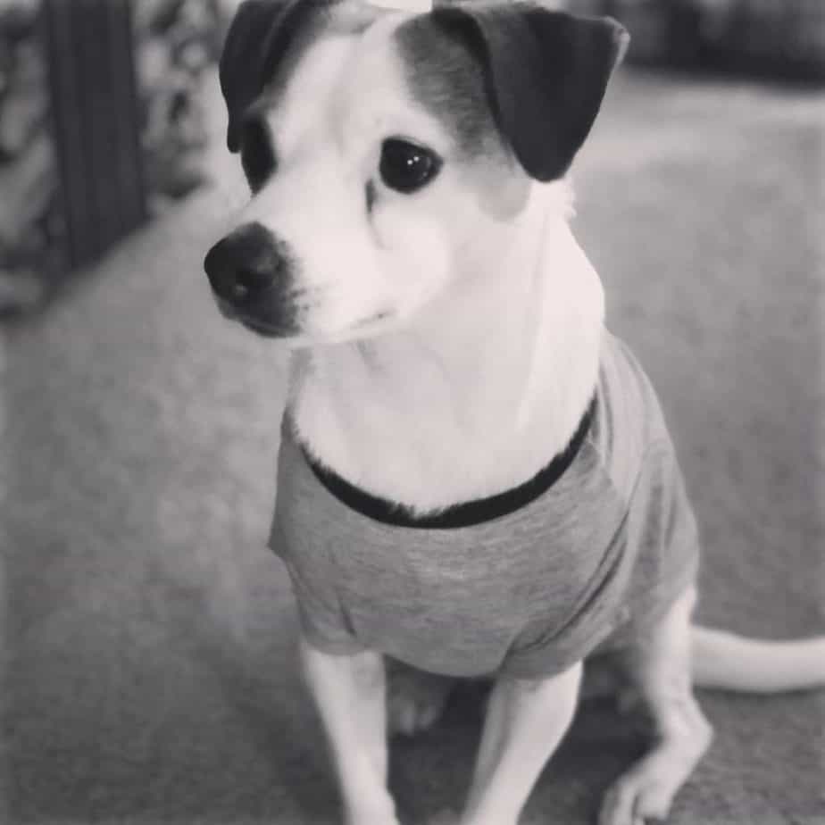Terrier-Beagle-Mischung
