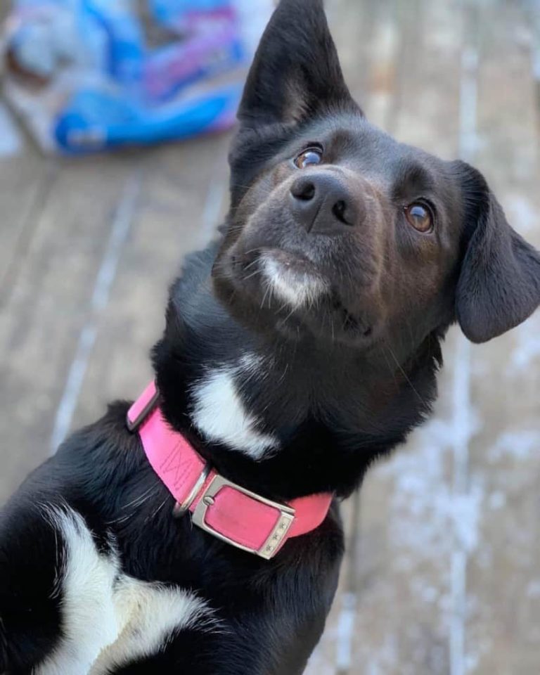 Fakten zum Labrador Australischer Schäferhund Mix Hunde Zentrale