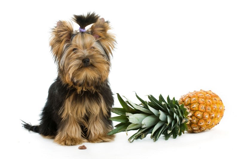 Hund-Ananas