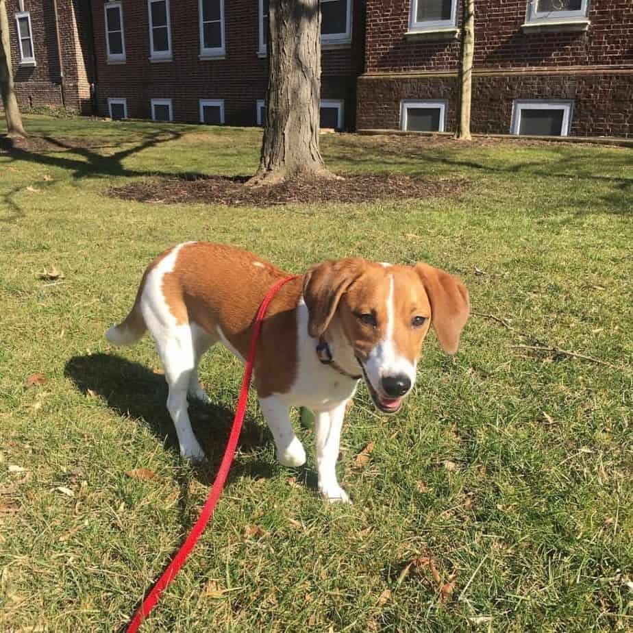 Terrier-Beagle-Mischung