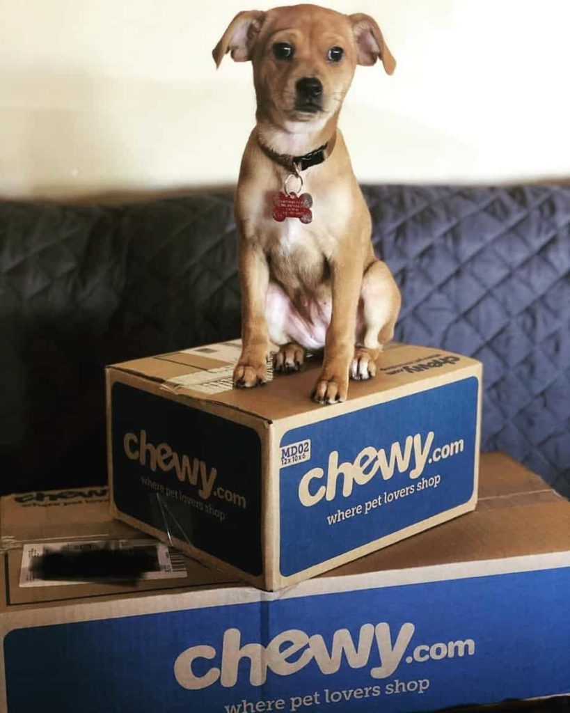 Chihuahua-Beagle-Mix
