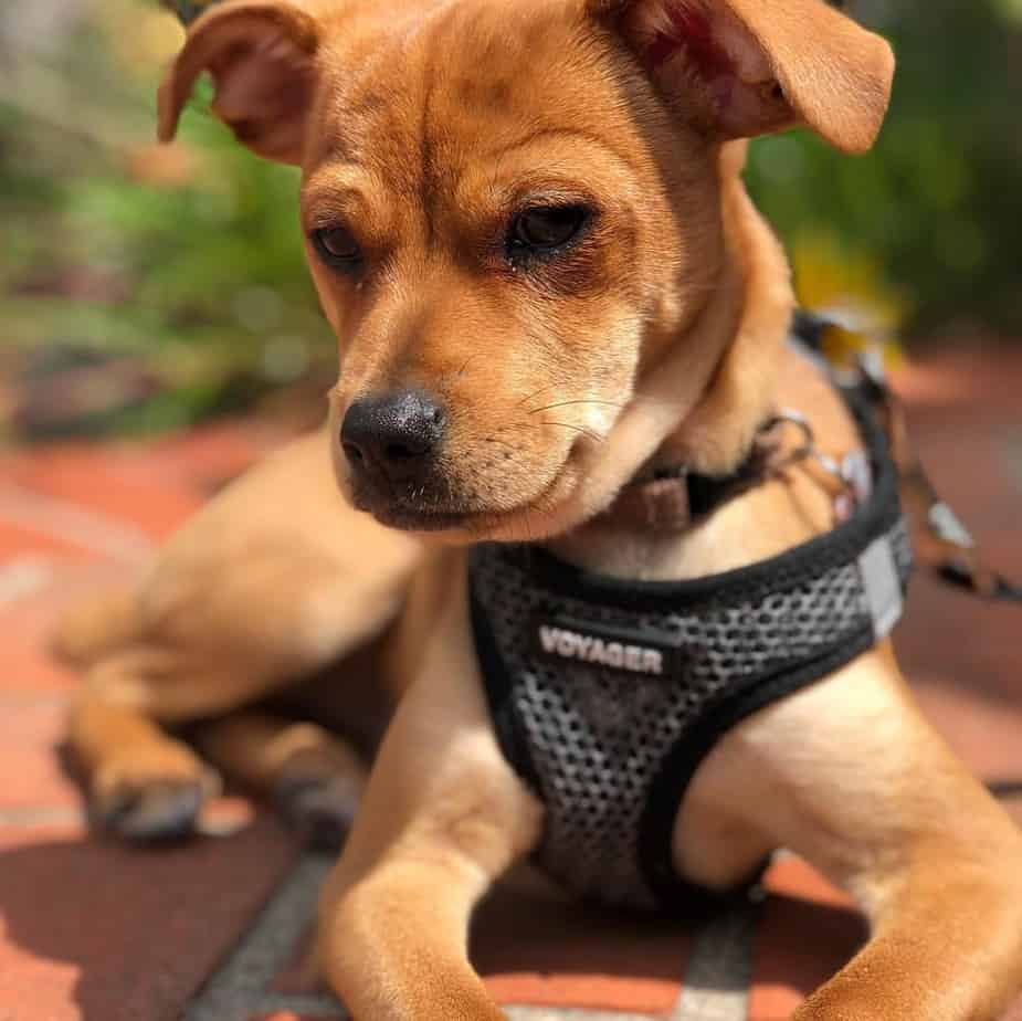 Fakten zum Chihuahua Beagle Mix Hunde Zentrale