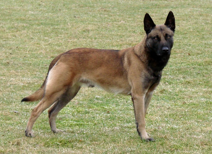 Belgischer-Malinois-Schäferhund