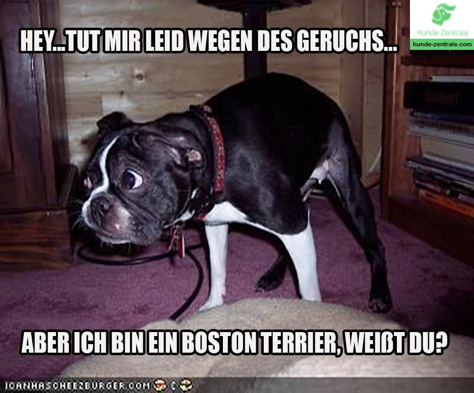 Boston-Terrier-Meme-Hey-tut-mir-leid-wegen-des-geruchs