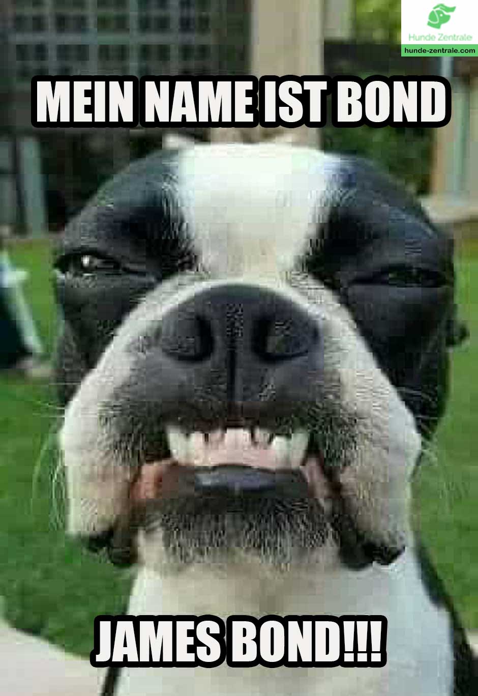 Boston-Terrier-Meme-Mein-name-ist-bond-James-Bond