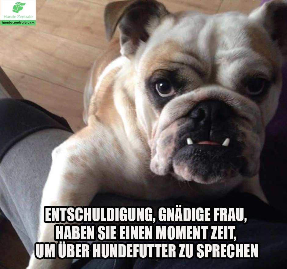 Bulldogge-Meme-Entschuldigung-gnaedige-frau