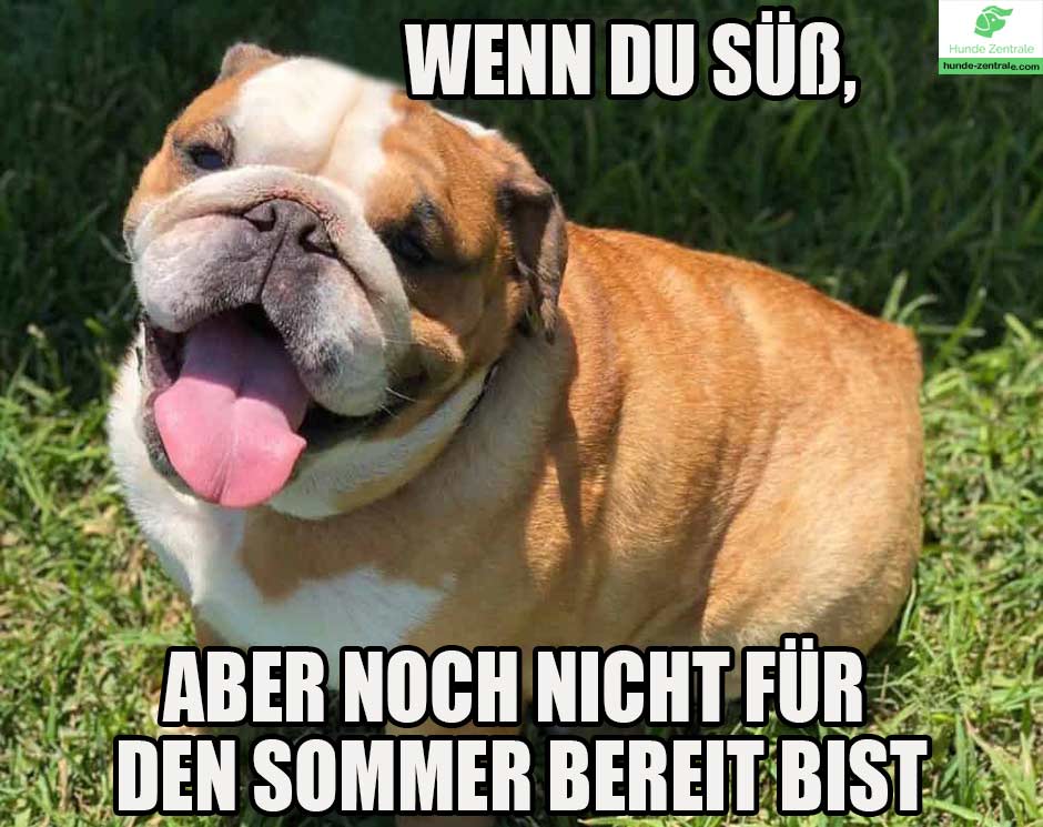 Bulldogge-Meme-Wenn-sueß-aber-nicht-bereit-für-den-sommer-bist-2