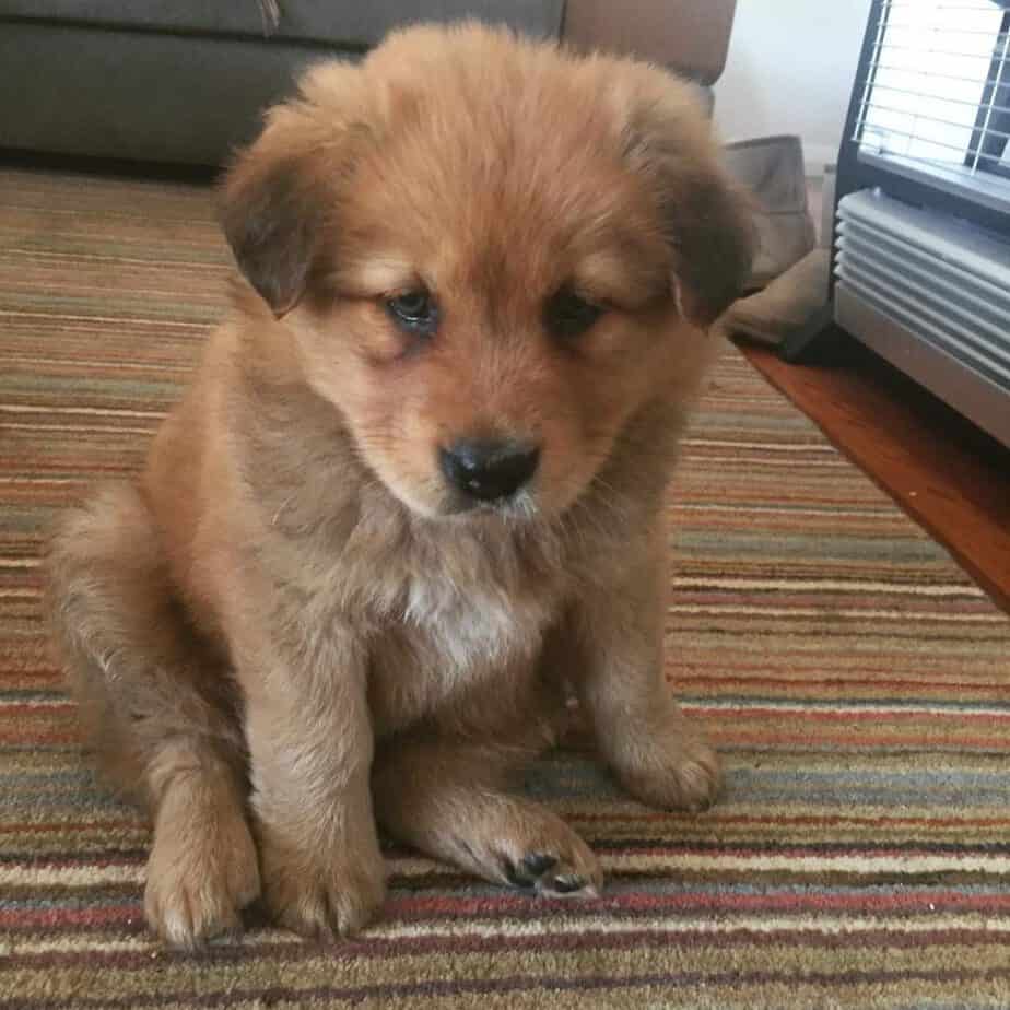 Chow-Chow-Border-Collie-Mix