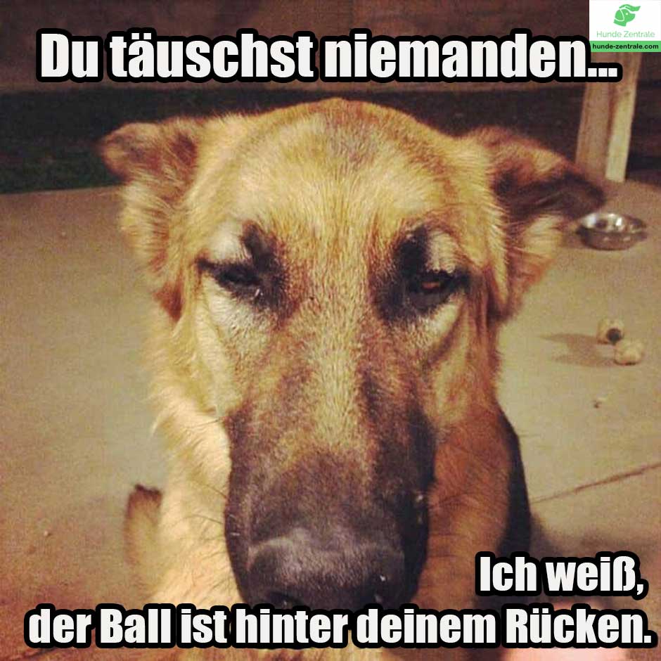 Deutscher-Schaeferhund-Meme-Du-taeuscht-niemanden