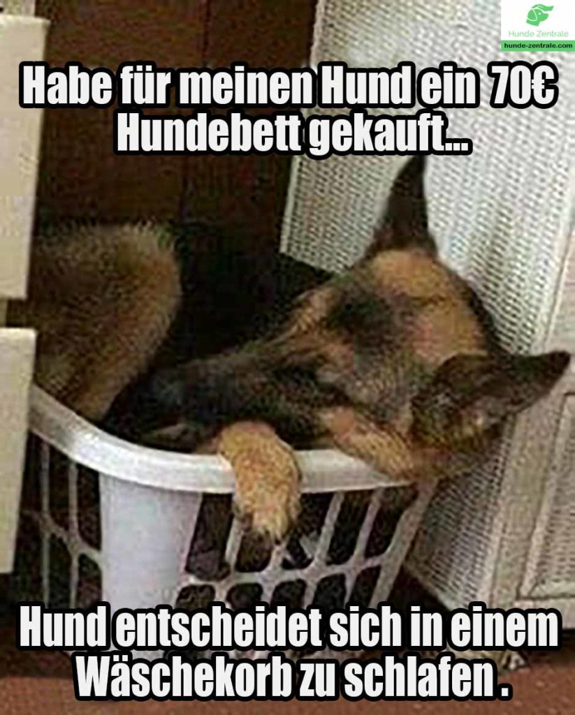 Deutscher-Schaeferhund-Meme-habe-fuer-den-Hund