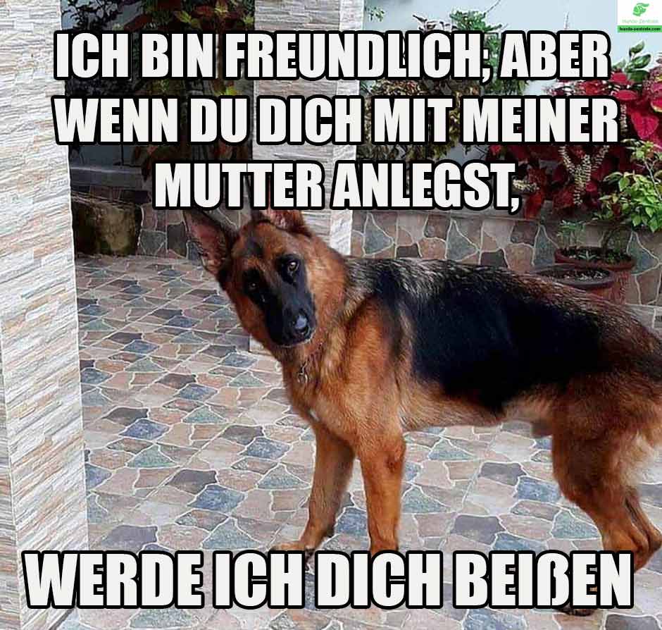 Deutscher-Schaeferhund-Meme-ich-bin-freundlich-aber