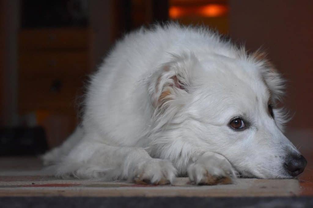Great-Pyrenees-Border-Collie-Mix