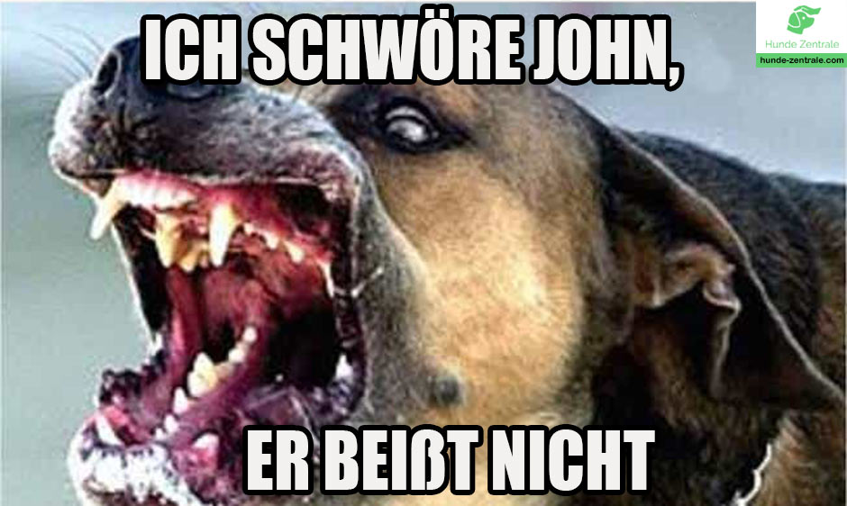 Wuetender-Hund-Meme-ich-schwoere-john