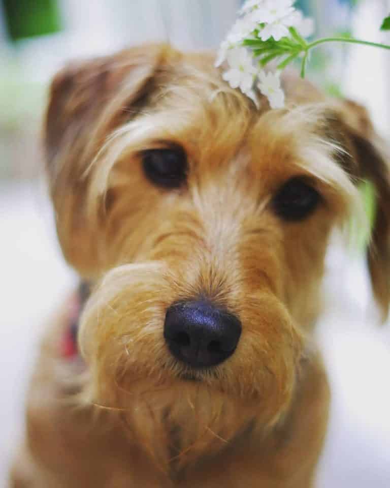 Dackel-Terrier-Mischung