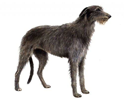 Schottischer-Deerhound