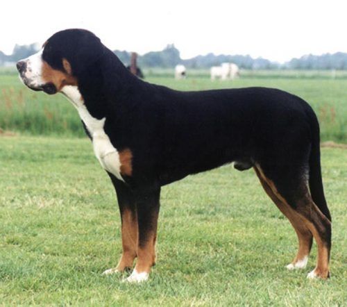 Großer-Schweizer-Sennenhund