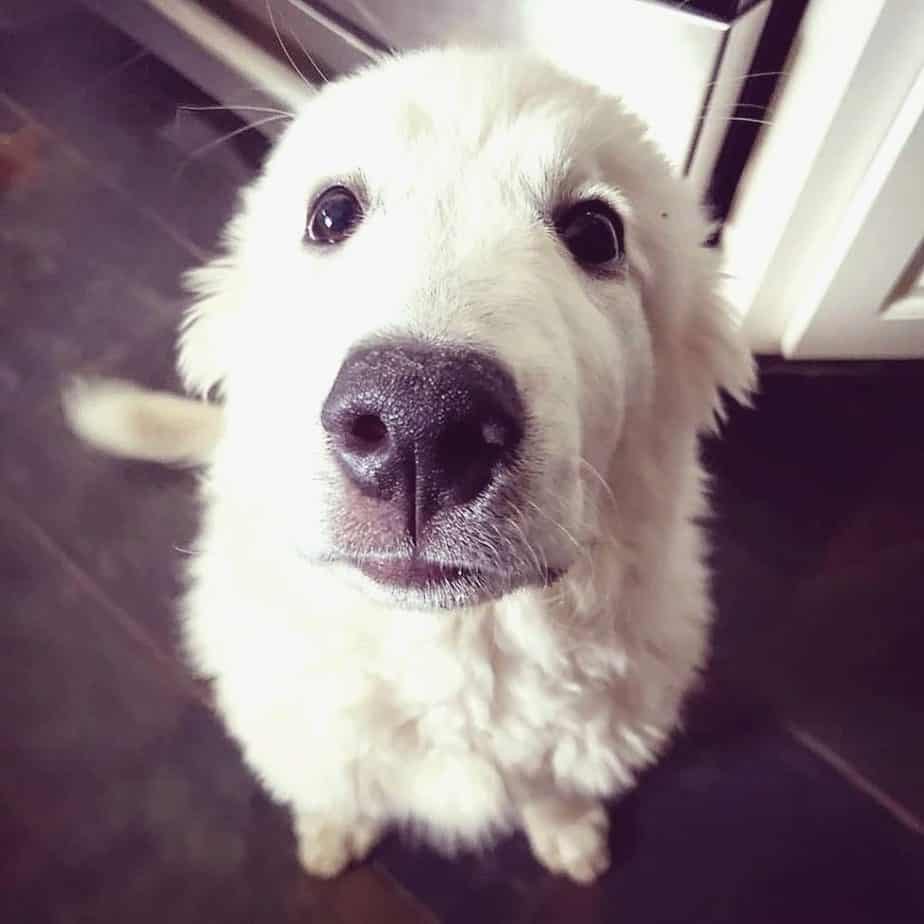 Lab-Great-Pyrenees-Mix