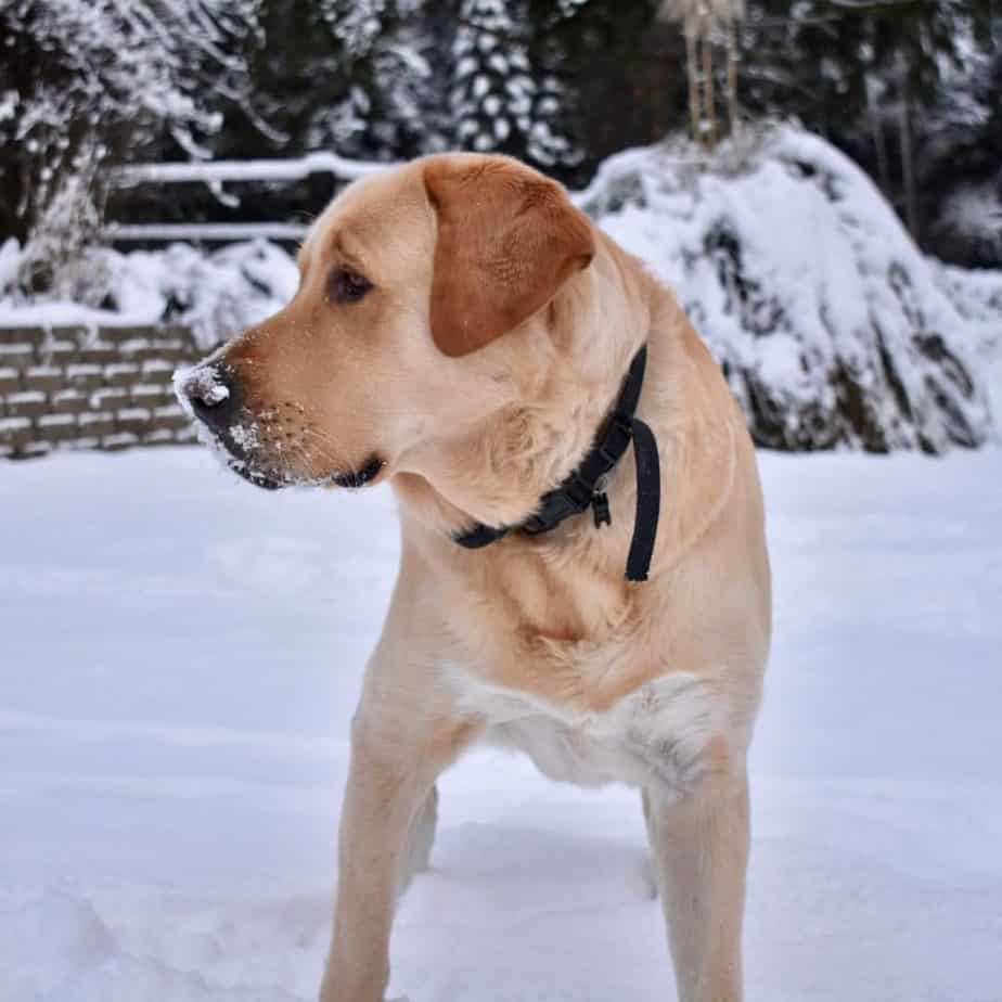 Lab-Great-Pyrenees-Mix
