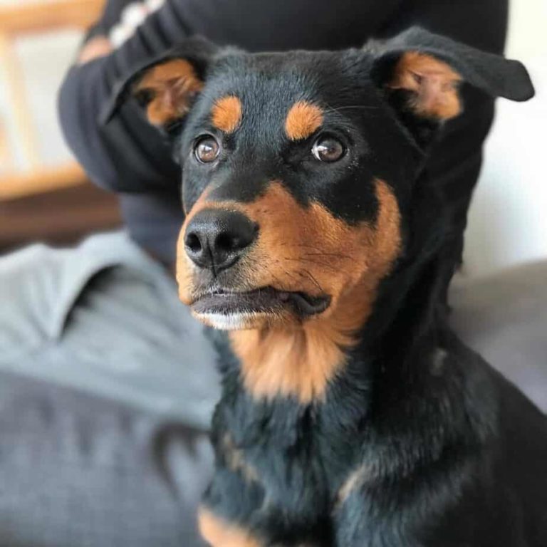 49+ Rottweiler Mischlingsrassen - Hunde Zentrale