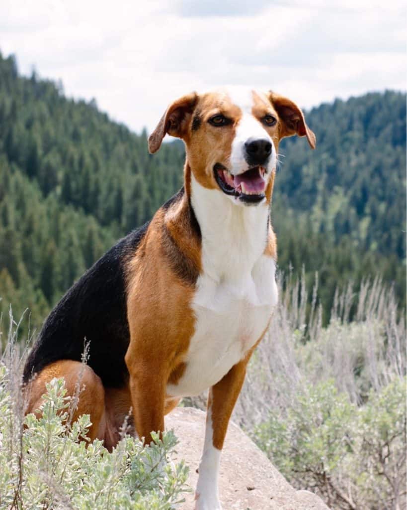 Beagle-Greyhound-Mix
