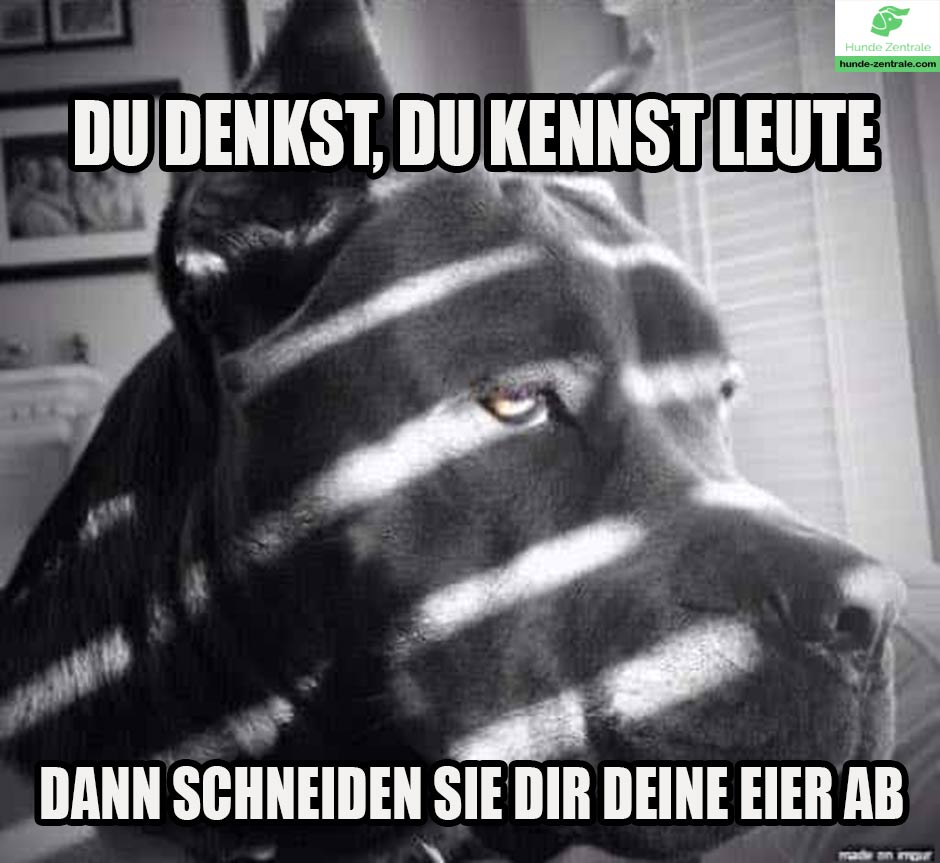 Deutsche-Dogge-Meme-Du-denkst-du-kennst-die-leute