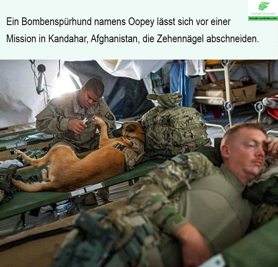 Diensthund-meme-ein-bombenspuerhund