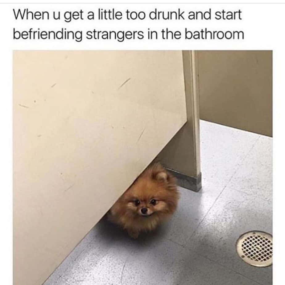 Pomeranian-Meme