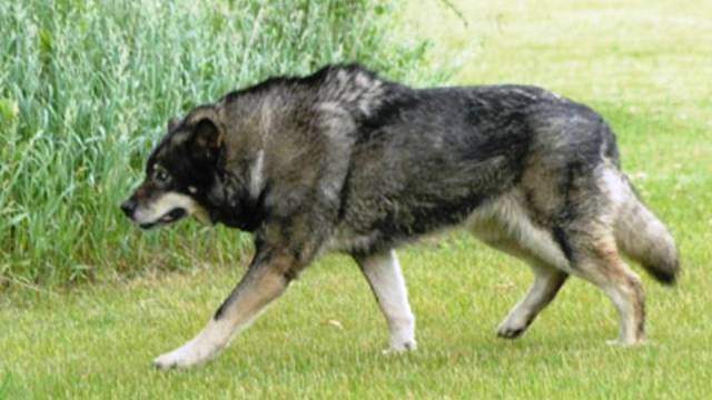 Wolf-Hybrid