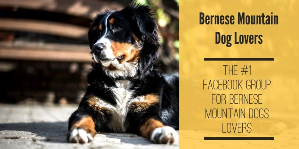 Großer-Pyrenäen-Berner-Sennenhund-Mix Facebook Gruppen Titelbild