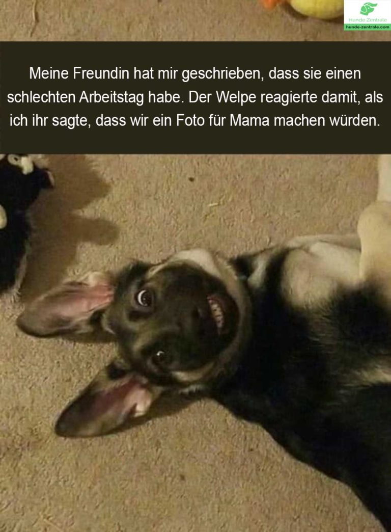 37+ lächelnde Hunde Memes Hunde Zentrale