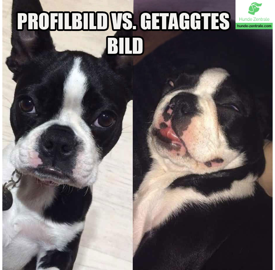 Boston-Terrier-Meme-profilbild-vs-getaggtes-bild