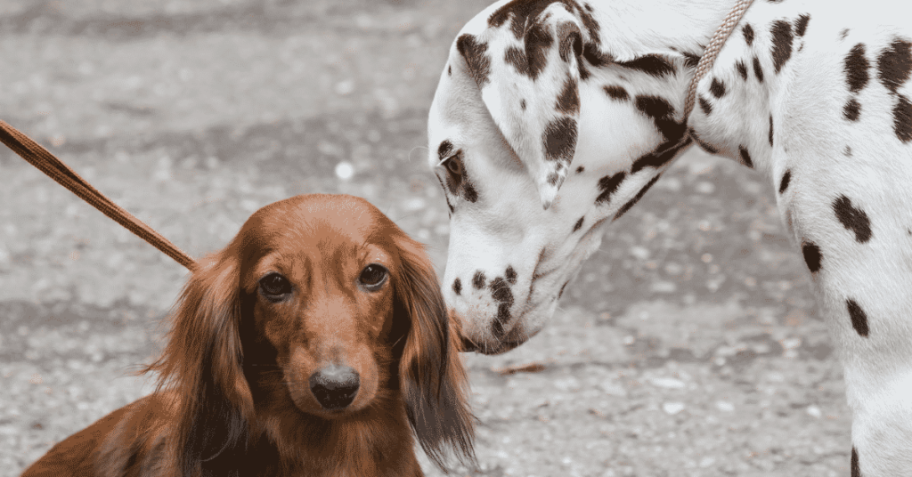 Dalmatiner mit braunem Hund