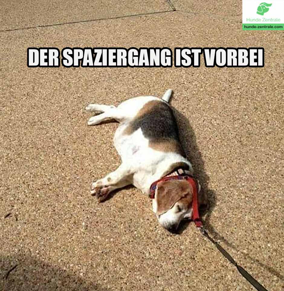 Beagle-Meme-Der-spaziergang-ist-vorueber