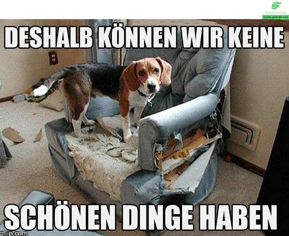 Beagle-Meme-Deshalb-koennen-wir-keinen-schoenen-dinge-haben